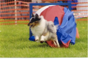 Queen City Agility Club Events
